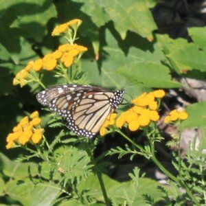 Meet your Posher, Shu